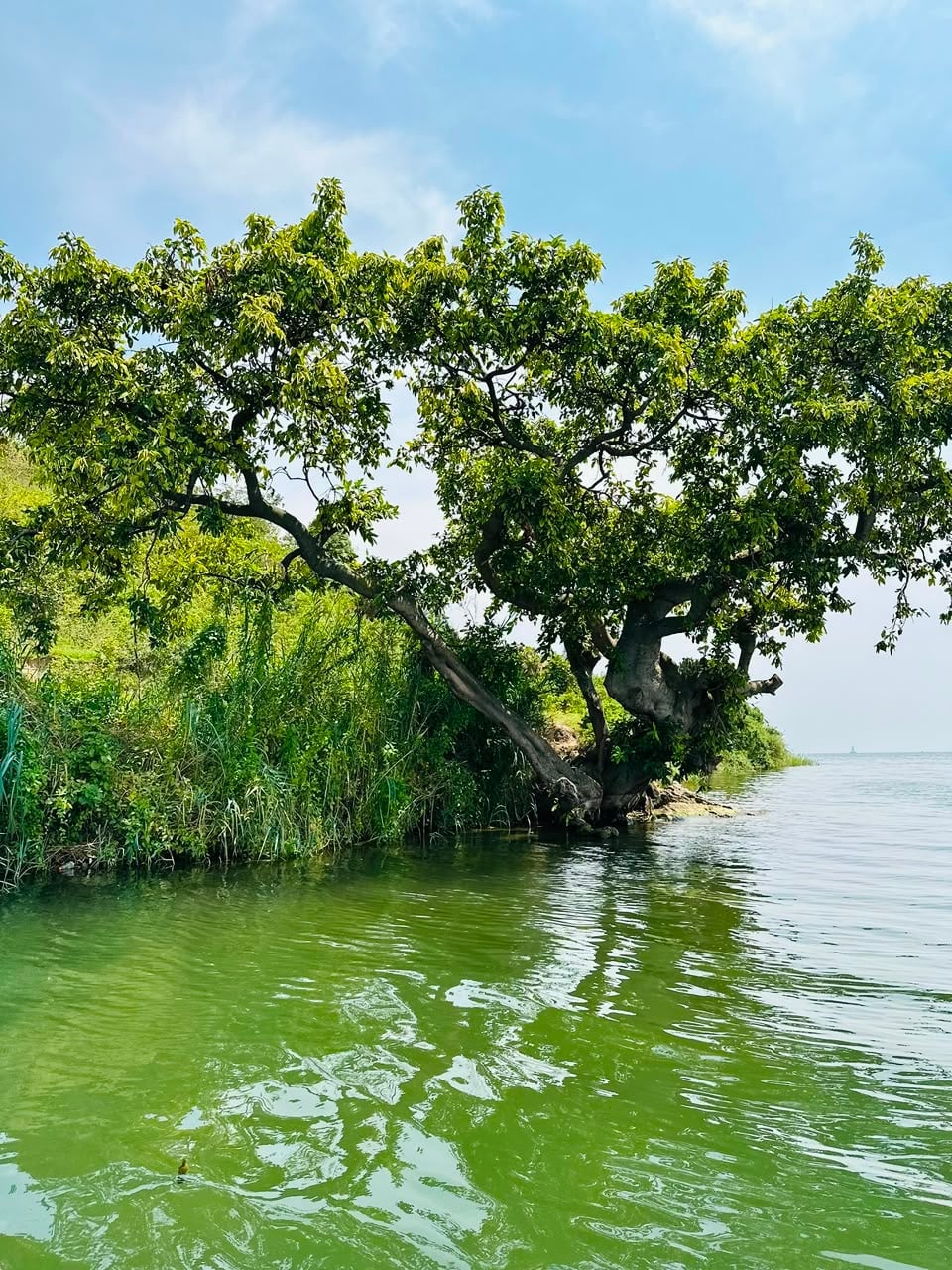 A large green tree leaning over greenish lake water under a pale blue sky